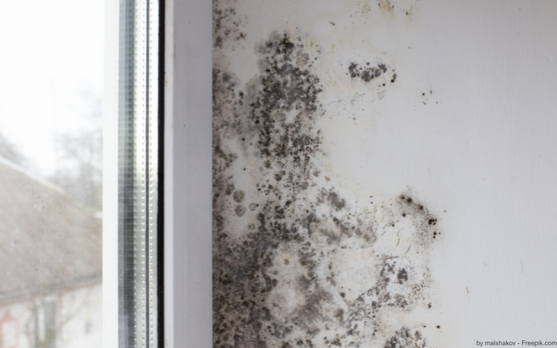 Schwarze Schimmelflecken an einer Wand.