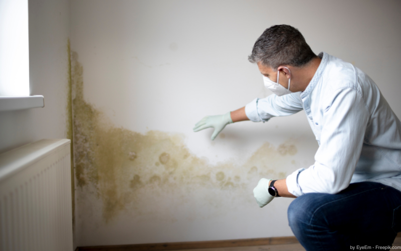 Sachverständiger für Schimmelpilzsanierung untersucht grün-gelbliche Schimmelflecken an einer Wand.