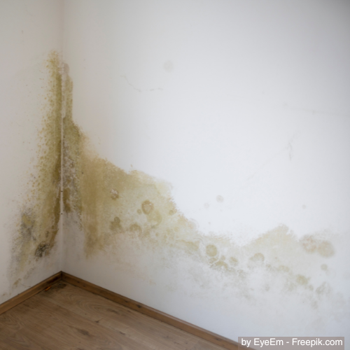 Wohnzimmerwand mit Schimmelbefall