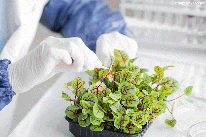 Pflanzentechnologe Weiterbildung